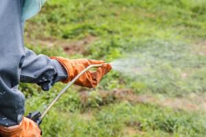 A man  is spraying herbicide in fram that has many weed